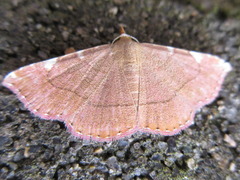 Corgatha costimacula