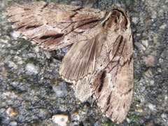 Shaka atrovittatus