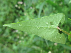 Persicaria senticosa