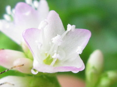 Persicaria senticosa