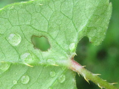 Persicaria senticosa