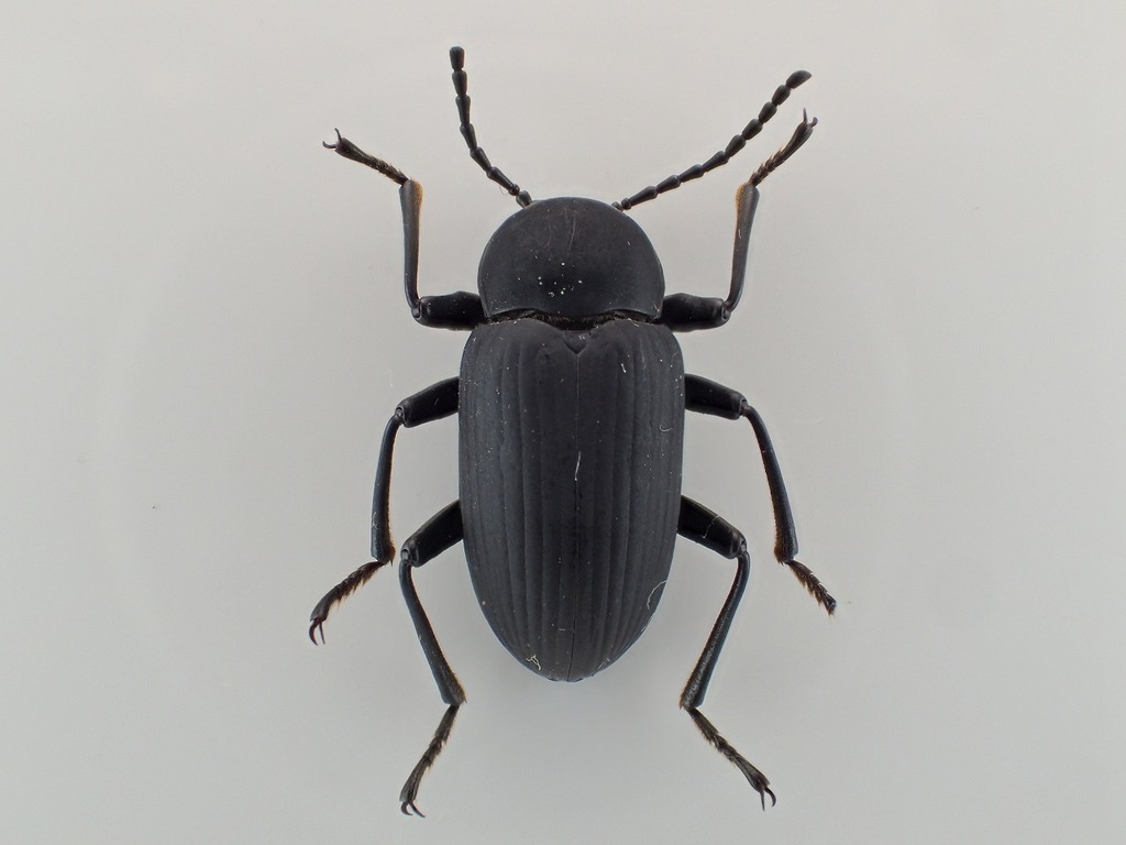 Cymatothes unicolor