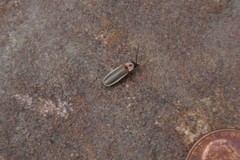 Photinus marginellus