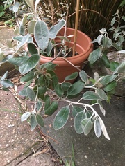 Angiospermae