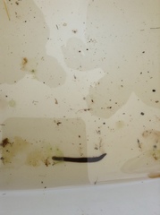 Glossiphoniidae