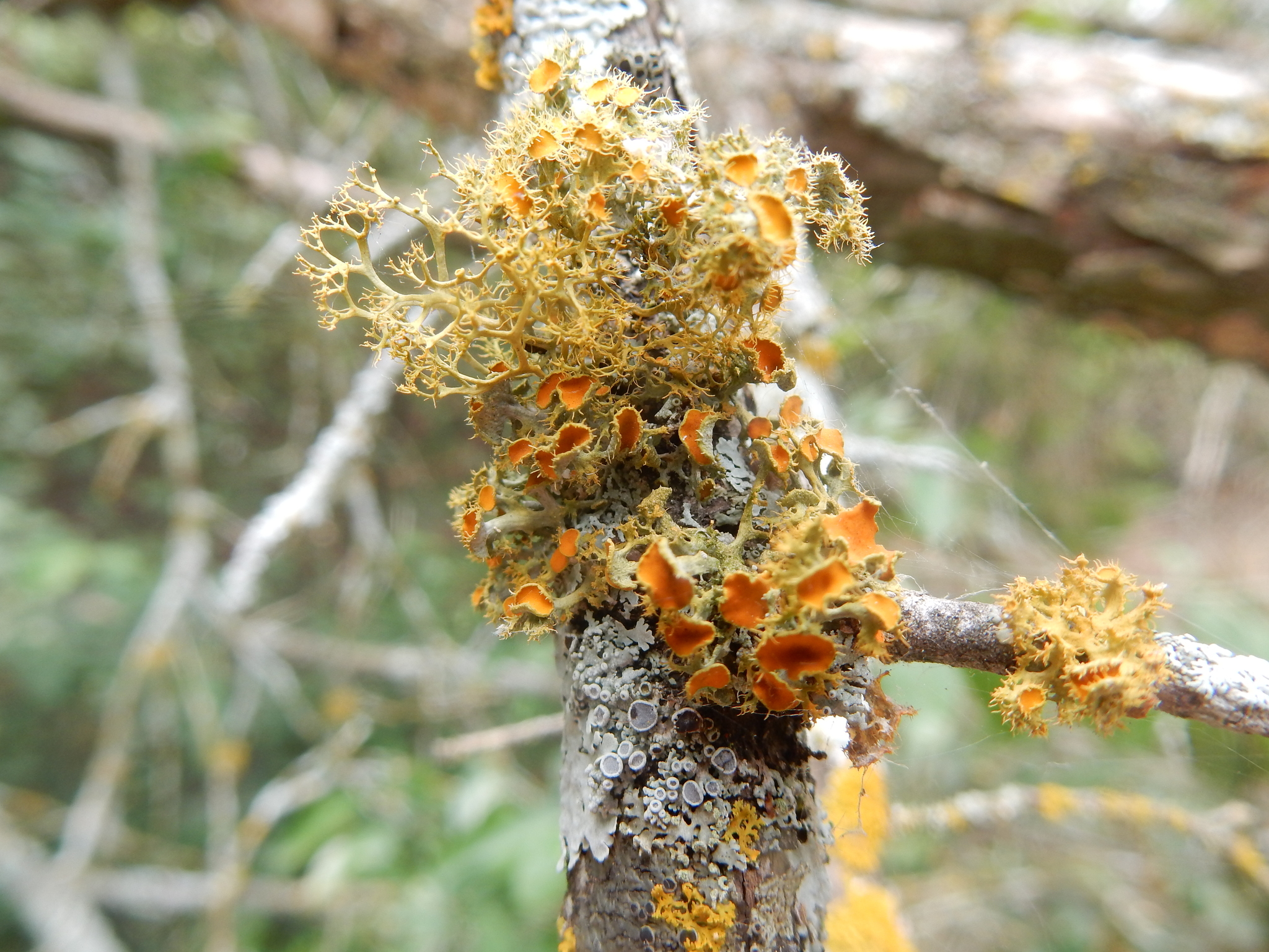 Teloschistes chrysophthalmus image