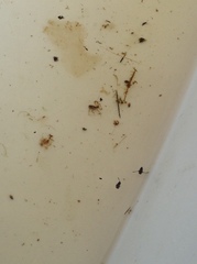 Nepomorpha