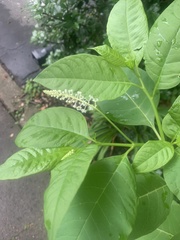 Phytolacca americana