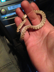 Arizona elegans eburnata