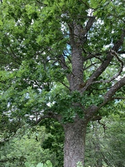 Quercus robur