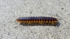 Apheloriini