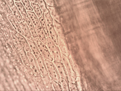 Leptodontium paradoxum