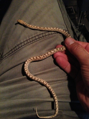 Arizona elegans eburnata