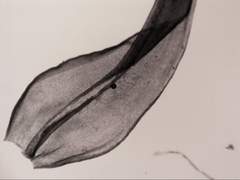 Leptodontium paradoxum