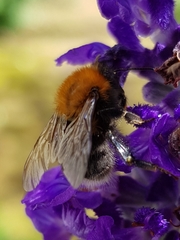 Bombus hypnorum
