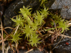 Leptodontium paradoxum