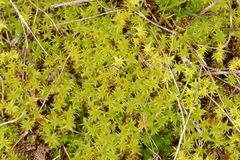 Leptodontium paradoxum