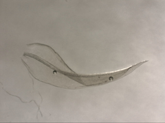 Leptodontium paradoxum