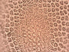 Leptodontium paradoxum