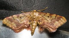 Idaea furciferata
