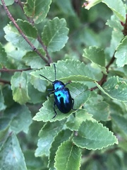 Chrysochus goniostoma