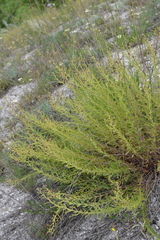 Scrophularia cretacea