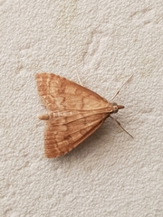 Udea fulvalis