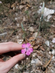 Dianthus tarentinus