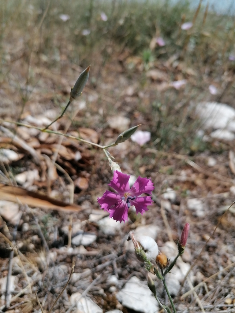 Tarentine pink