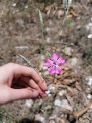 Dianthus tarentinus