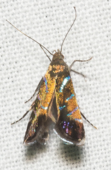 Strobisia proserpinella