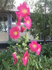 Alcea rosea