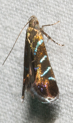 Strobisia proserpinella