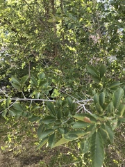 Ulmus pumila