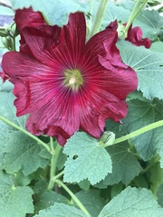 Alcea rosea