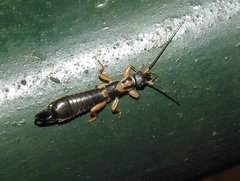 Cranopygia