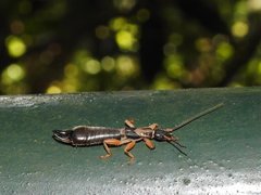 Cranopygia