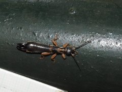 Cranopygia