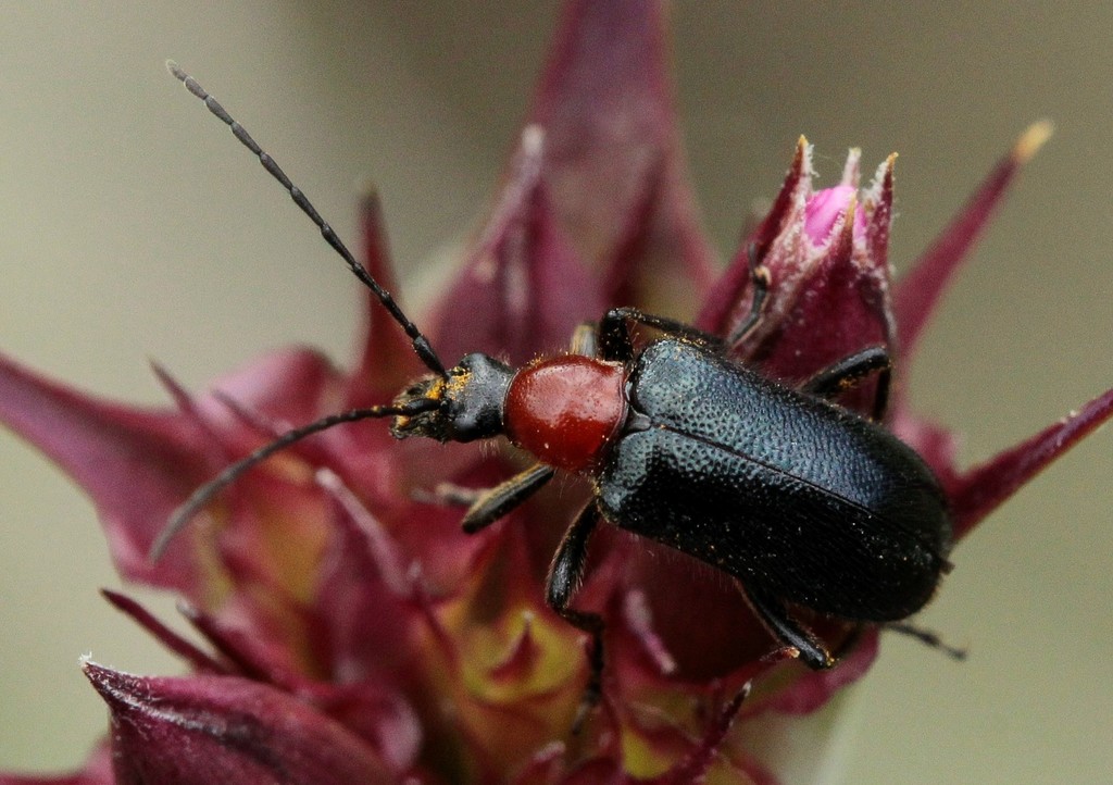 Dinoptera collaris