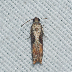 Episimus tyrius