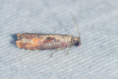 Episimus tyrius