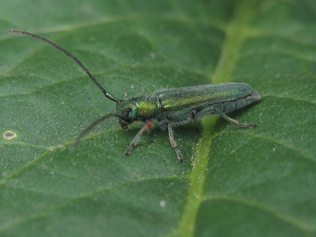 Phytoecia caerulea
