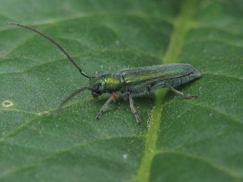 Phytoecia caerulea