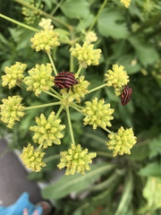 Graphosoma italicum italicum