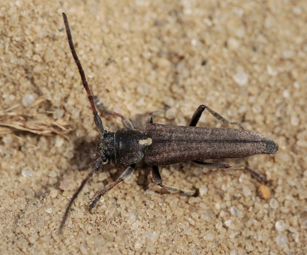 Phytoecia scutellata