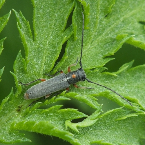 Phytoecia virgula