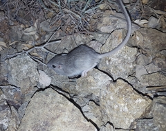 Chaetodipus