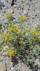 Cleomella obtusifolia