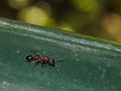 Dilobocondyla fouqueti