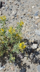 Cleomella obtusifolia